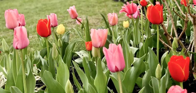 Wide shot of Tulips